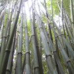 Trebaha Garden 03