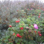 Domburg Dünenvegetation