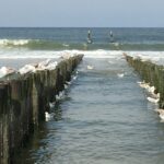 Domburg Möwen