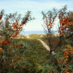 Dünenwanderweg
